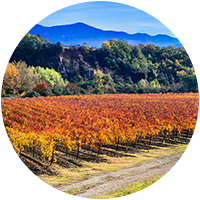 Vineyard in Italy Logo